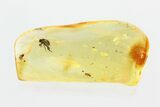 Detailed Fossil Scuttle Fly (Phoridae) In Baltic Amber #270656-1